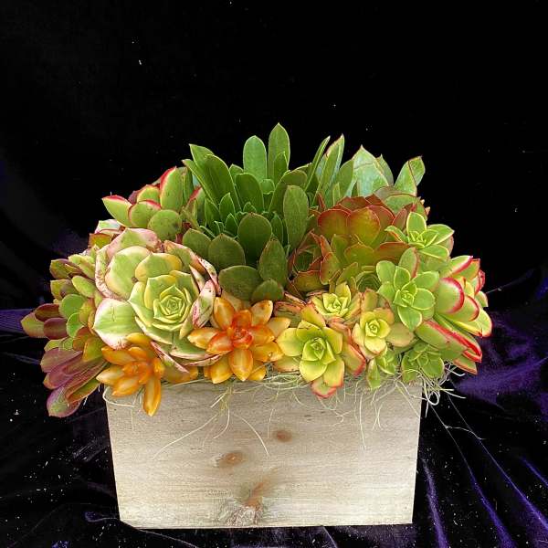 Succulent arrangement in a wooden box with green and orange rosettes