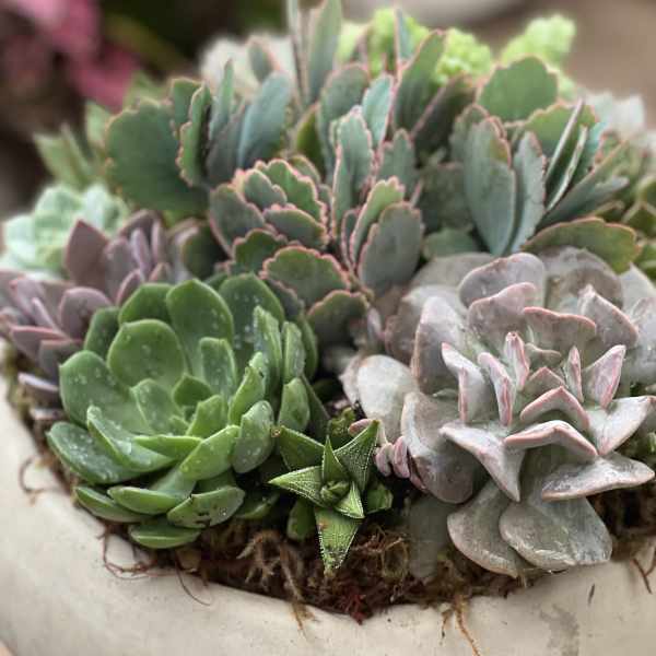 Succulent arrangement in a shallow white bowl