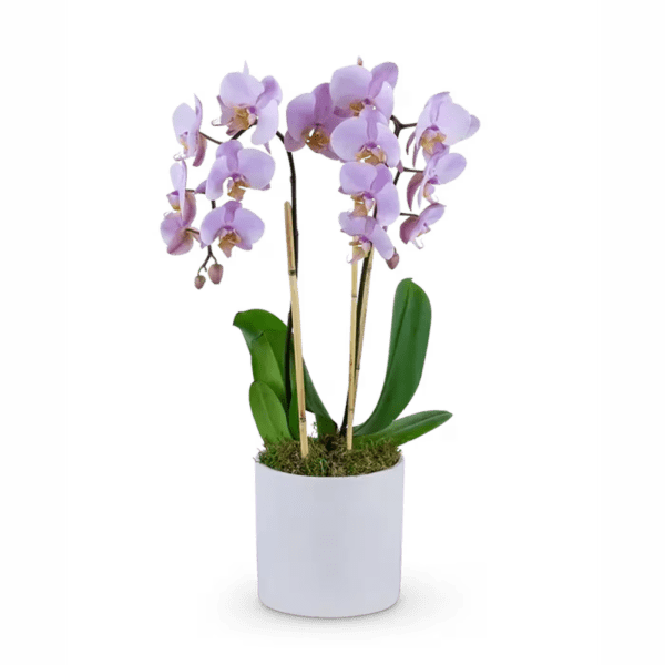 Phalaenopsis Orchid Pink *2 spike