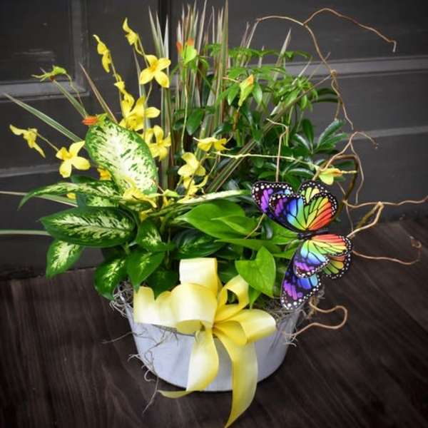 Yellow orchid arrangement in a white container with a yellow ribbon and butterfly accents