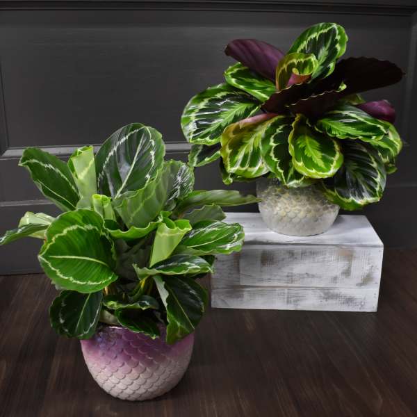 Calathea Mermaidia