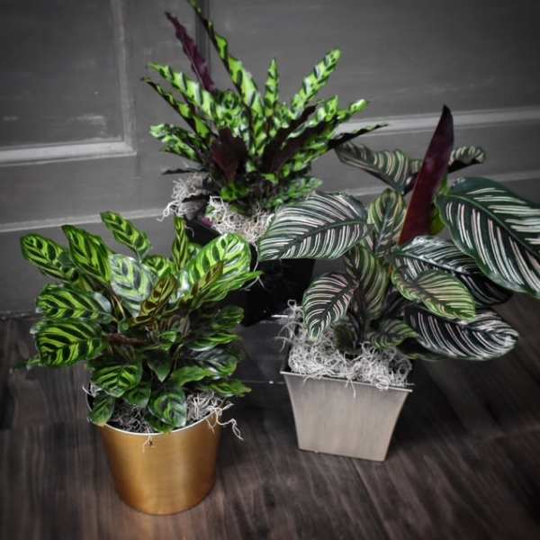 Three potted tropical plants with striped leaves in decorative containers