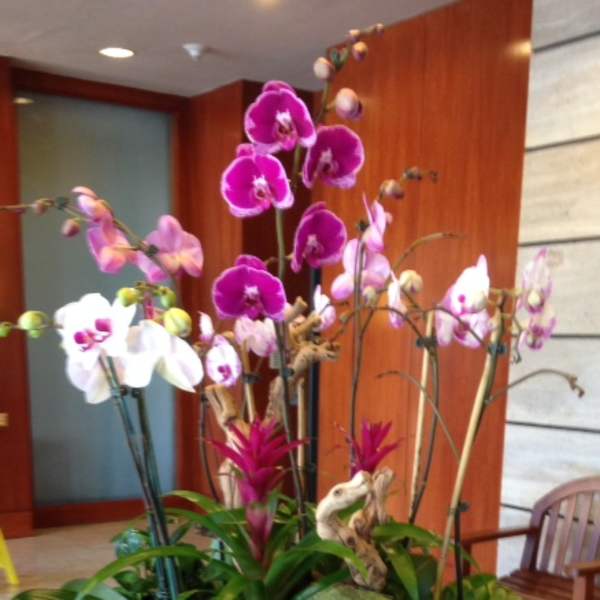 Orchid arrangement in a black bowl with pink and white blooms
