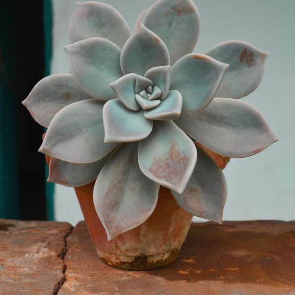 Potted succulent with pale gray rosette leaves