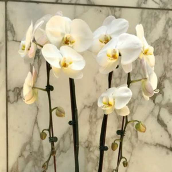 White orchid plant in a black and white pot
