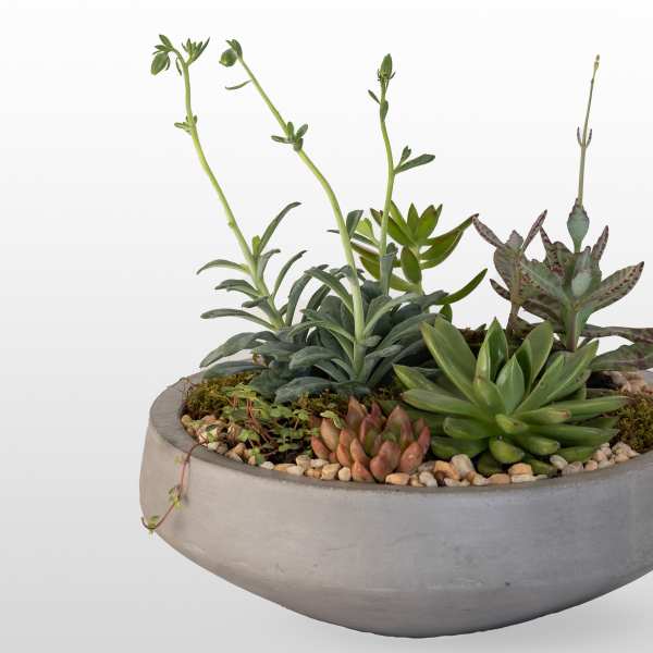 Succulent arrangement in a shallow gray bowl planter