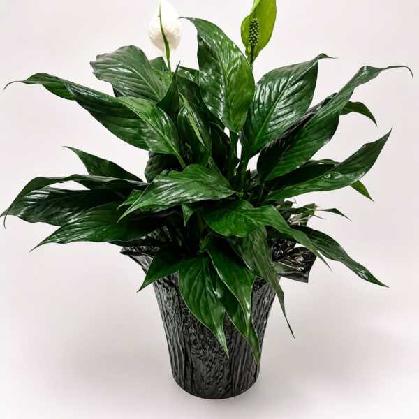 Peace Lily-6 inch