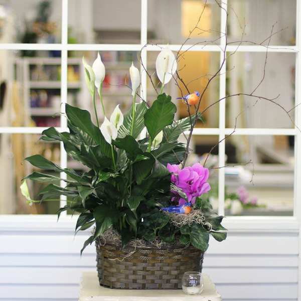 Basket arrangement with white peace lilies and a purple orchid