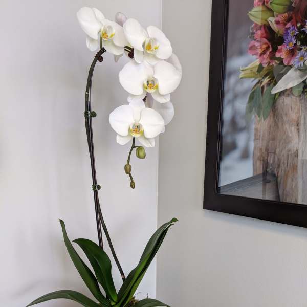 White orchid plant in a white ceramic pot on a black stand