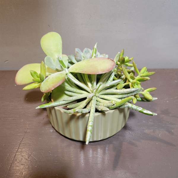 Plants: Succulent Garden - Green Fields