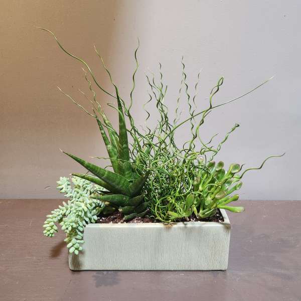 Plants: Succulent Garden - Whispering Wishes