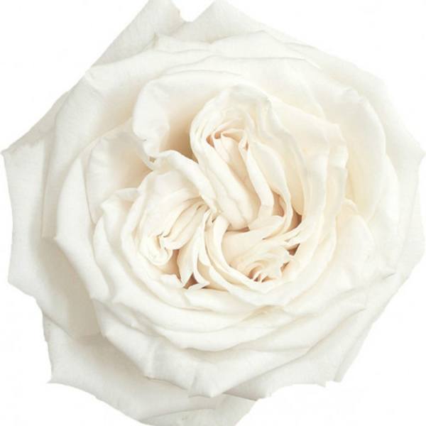 Close-up of a white rose bloom on a white background