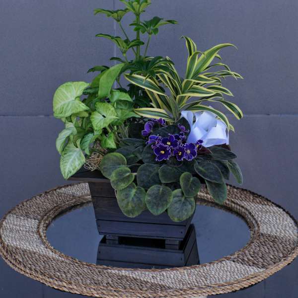 Mixed potted plants in a dark wooden planter with a white ribbon