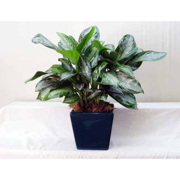 Potted green and silver variegated plant in a dark square planter