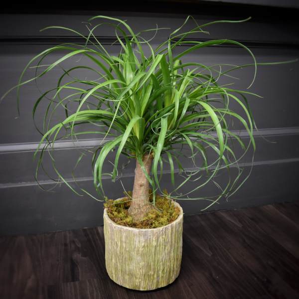 Potted ponytail palm plant in a textured ceramic planter