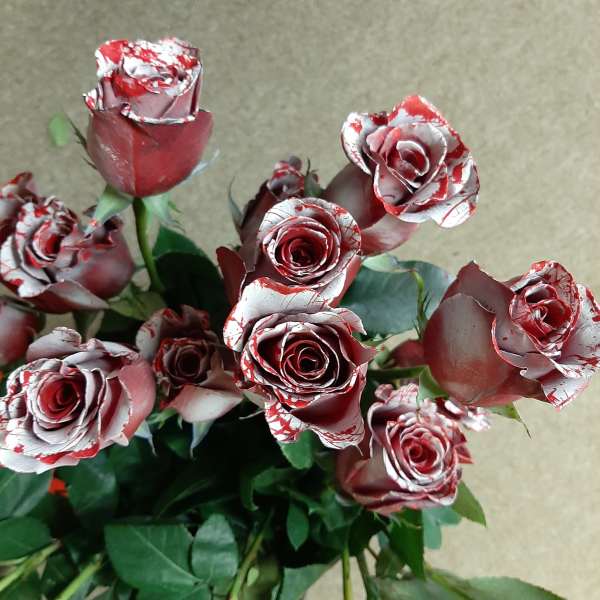 Bouquet of red and white roses with green foliage