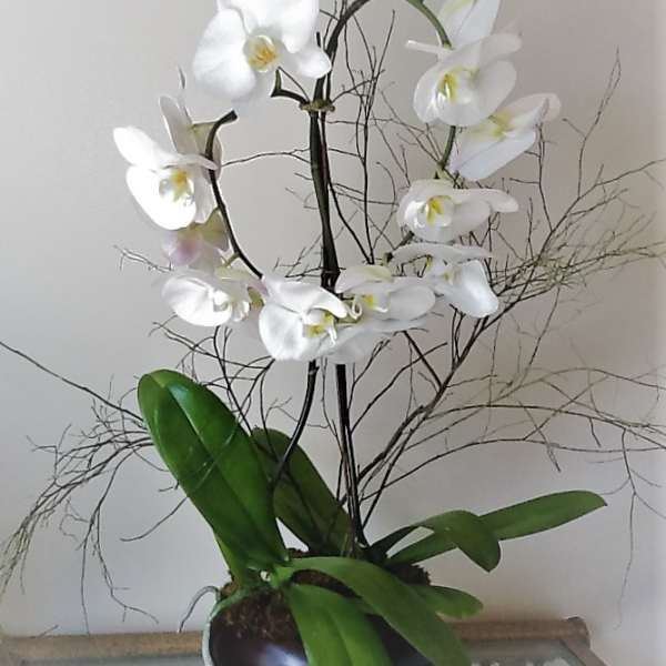 White orchid plant in a dark round pot with long green leaves