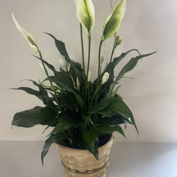 6" Classic Peace Lily Basket