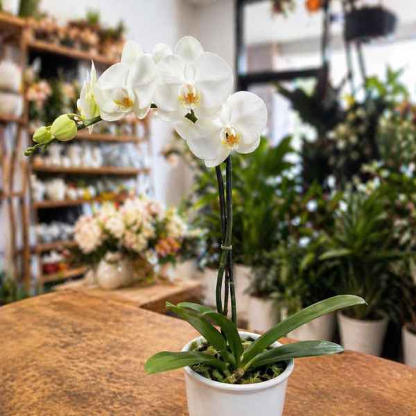 Beautiful Potted Orchid
