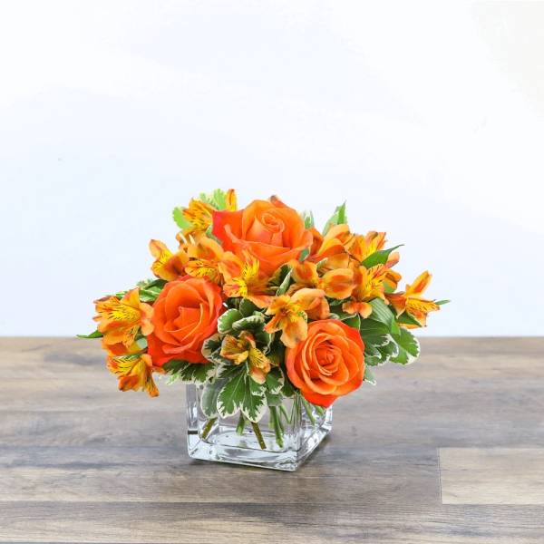 Orange and Sunny