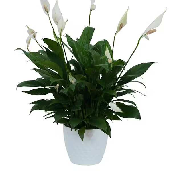 White peace lilies in a white pot