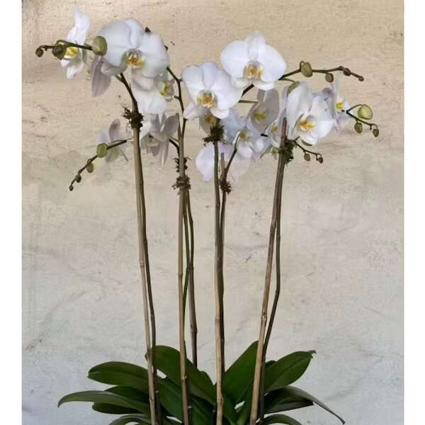 ORCHID TRIO PLANT