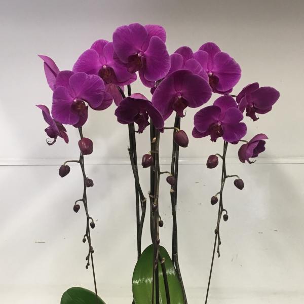 Triplet cascade