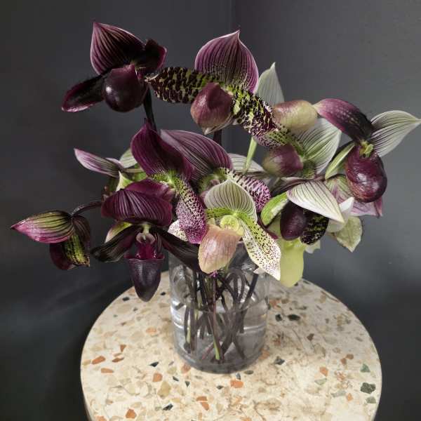 The Rare Lady - rare lady slipper Orchids