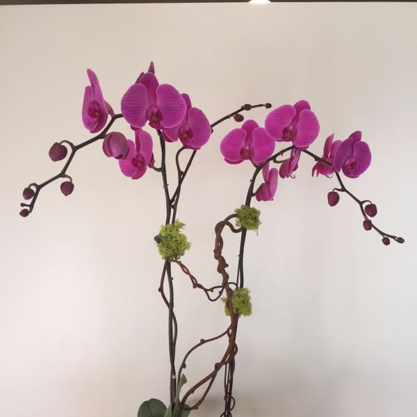 Two magenta orchid stems in a black pot with broad green leaves