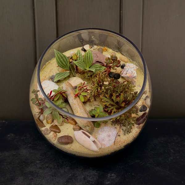 Glass bowl terrarium with small succulents, sand, shells, and pebbles