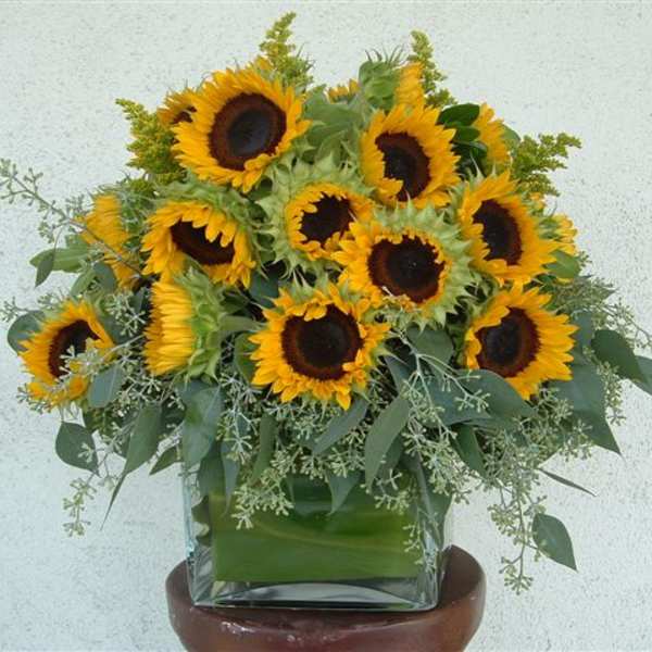 Sunflower arrangement in a square glass vase