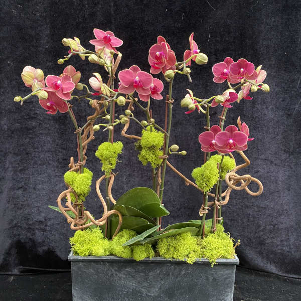 Pink orchids arranged in a rectangular planter with bright moss accents