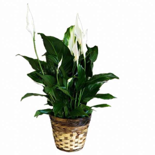 Potted peace lily plant with white blooms in a woven basket