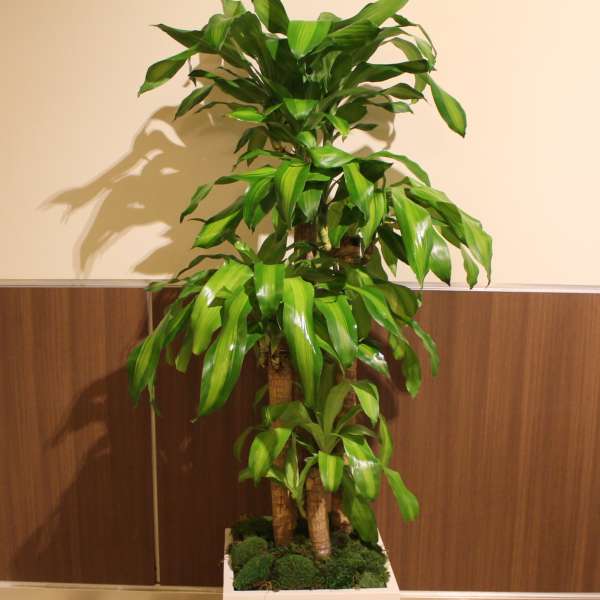 Tall potted dracaena plant in a white square planter