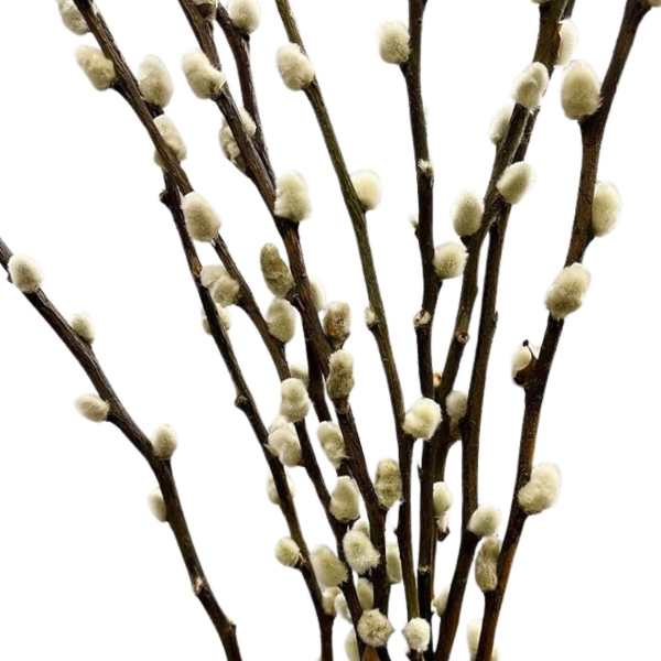 Bundle of pussy willow branches with soft catkins