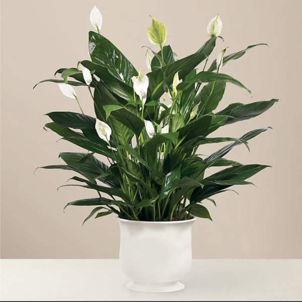 Potted peace lily plant with white blooms in a white ceramic pot