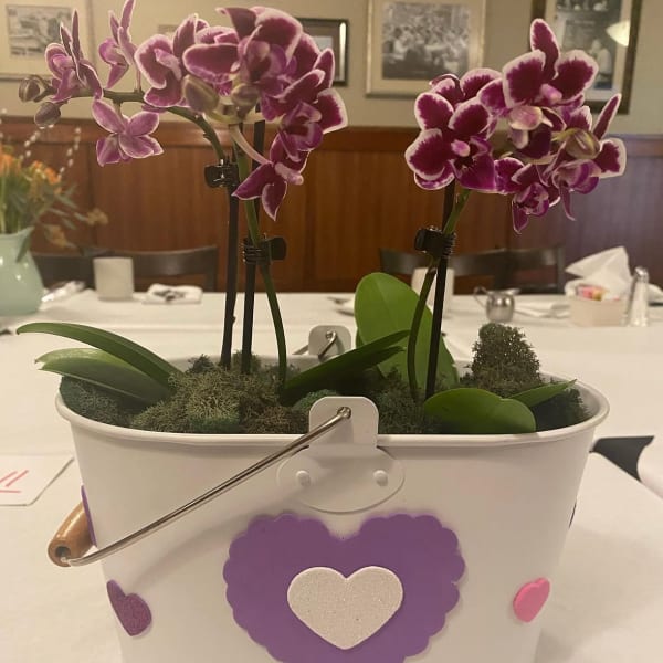 Get Well Orchids