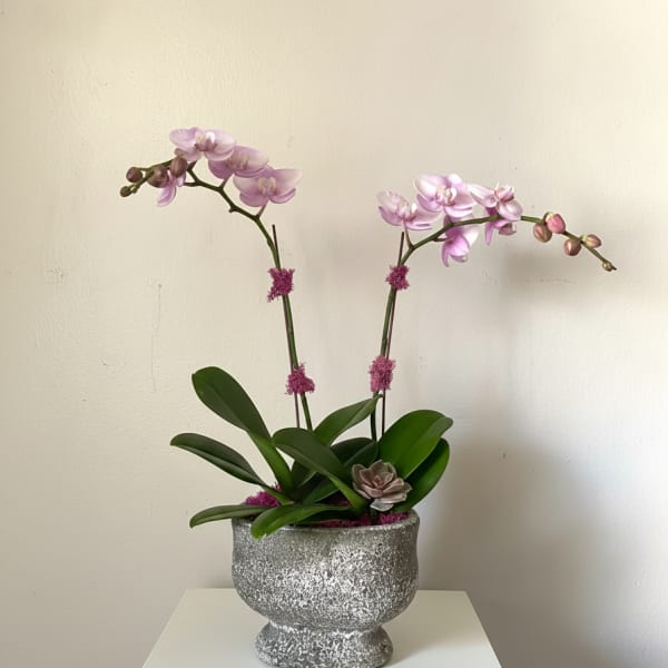 "Hermosa" Orchid Arrangement
