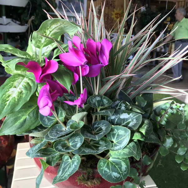 Pink cyclamen in a red planter with mixed foliage plants