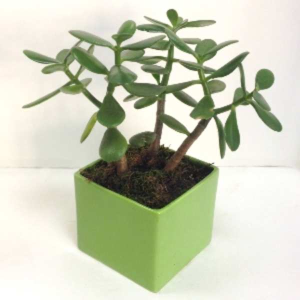 Potted succulent in a square green ceramic planter