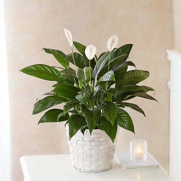 Peace lily plant with white blooms in a white woven basket on a table