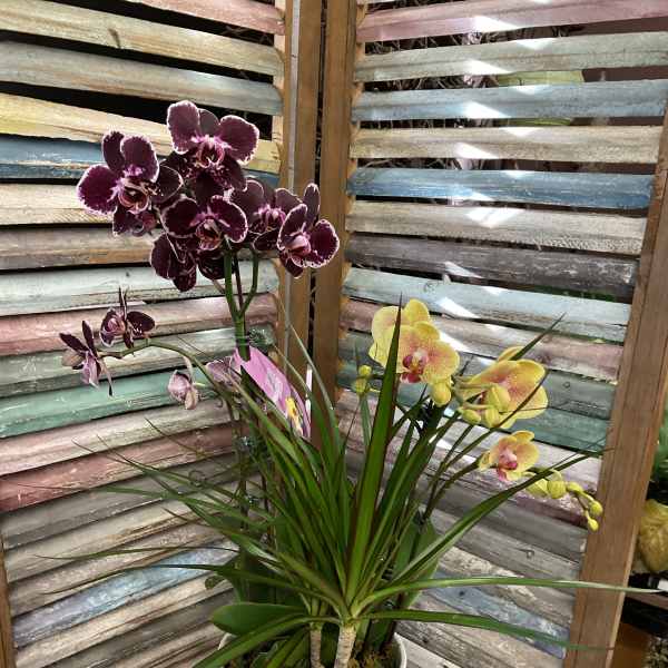 Potted orchids with purple and yellow blooms in a white patterned planter