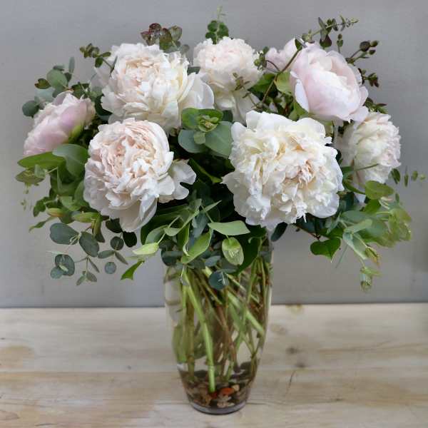 Tall Blush Peony - Glendale Flowers