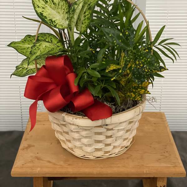 Basket of assorted green houseplants with a red ribbon