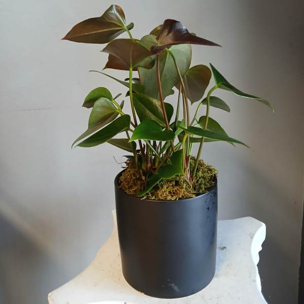 Potted tropical plant with glossy heart-shaped leaves in a black container