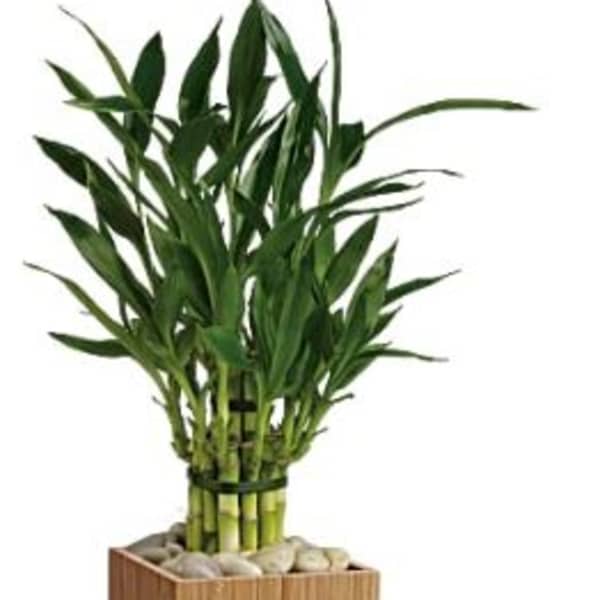 Potted bamboo plant in a square wooden planter with stones