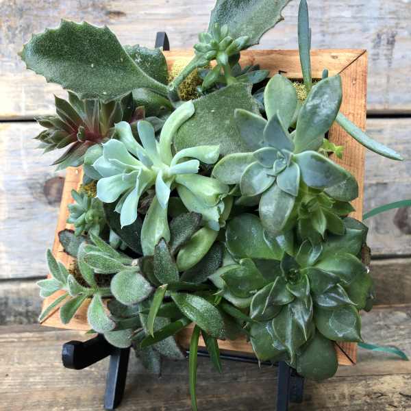 Succulent arrangement in a square wooden frame on a black stand