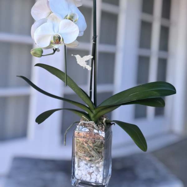 Waterfall Orchid Plant | Same-Day Orchid Delivery in Orange County