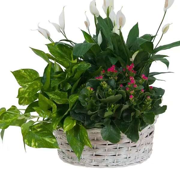 LIVING GARDEN PLANT BASKET
