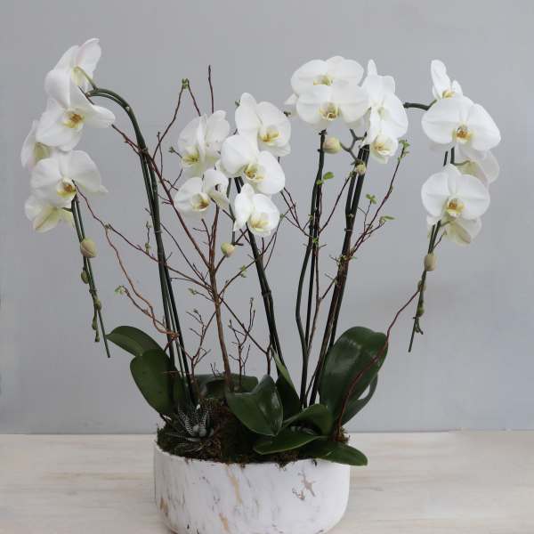 Potted display of white phalaenopsis orchids and twigs in a round white bowl.
